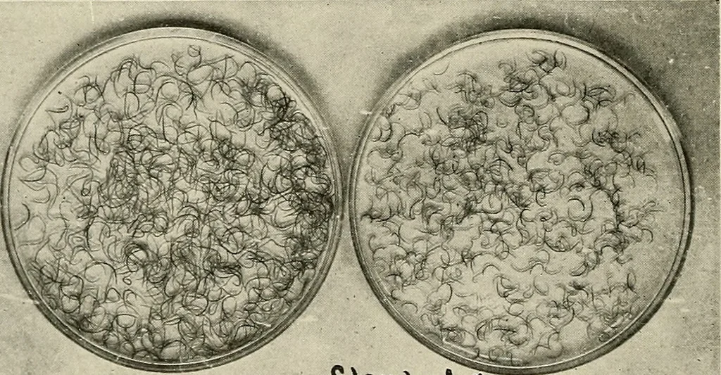 An illustration from Hookworm disease : etiology, pathology, diagnosis, prognosis, prophylaxis, and treatment / by George Dock and Charles C. Bass. Illustrated with forty-nine special engravings and colored plate., 1910, leaf 86