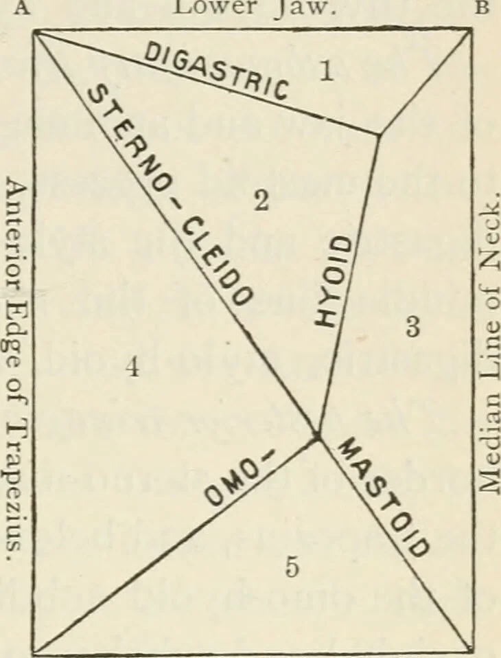 An illustration from A manual of modern surgery, general and operative : With 188 illus. in the text and 13 full-page plates in colors and tints, aggregating 276 separate figures., 1894, leaf 299