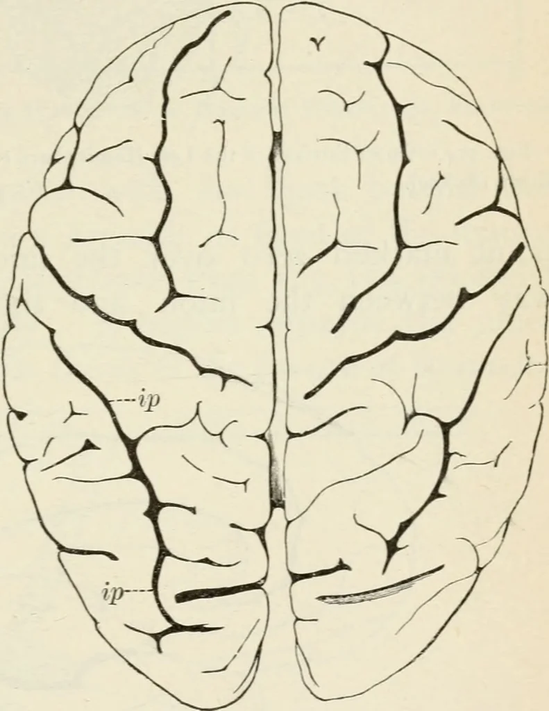 An illustration from A manual of modern surgery, general and operative : With 188 illus. in the text and 13 full-page plates in colors and tints, aggregating 276 separate figures., 1894, leaf 559