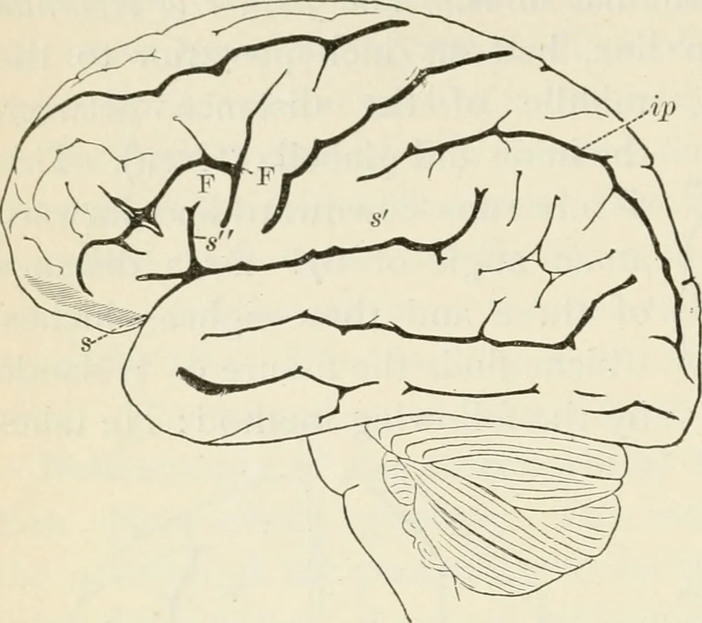 An illustration from A manual of modern surgery, general and operative : With 188 illus. in the text and 13 full-page plates in colors and tints, aggregating 276 separate figures., 1894, leaf 560