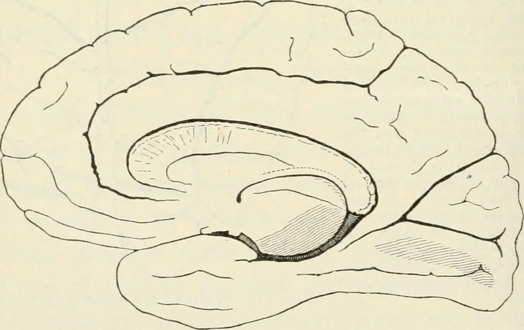 An illustration from A manual of modern surgery, general and operative : With 188 illus. in the text and 13 full-page plates in colors and tints, aggregating 276 separate figures., 1894, leaf 560
