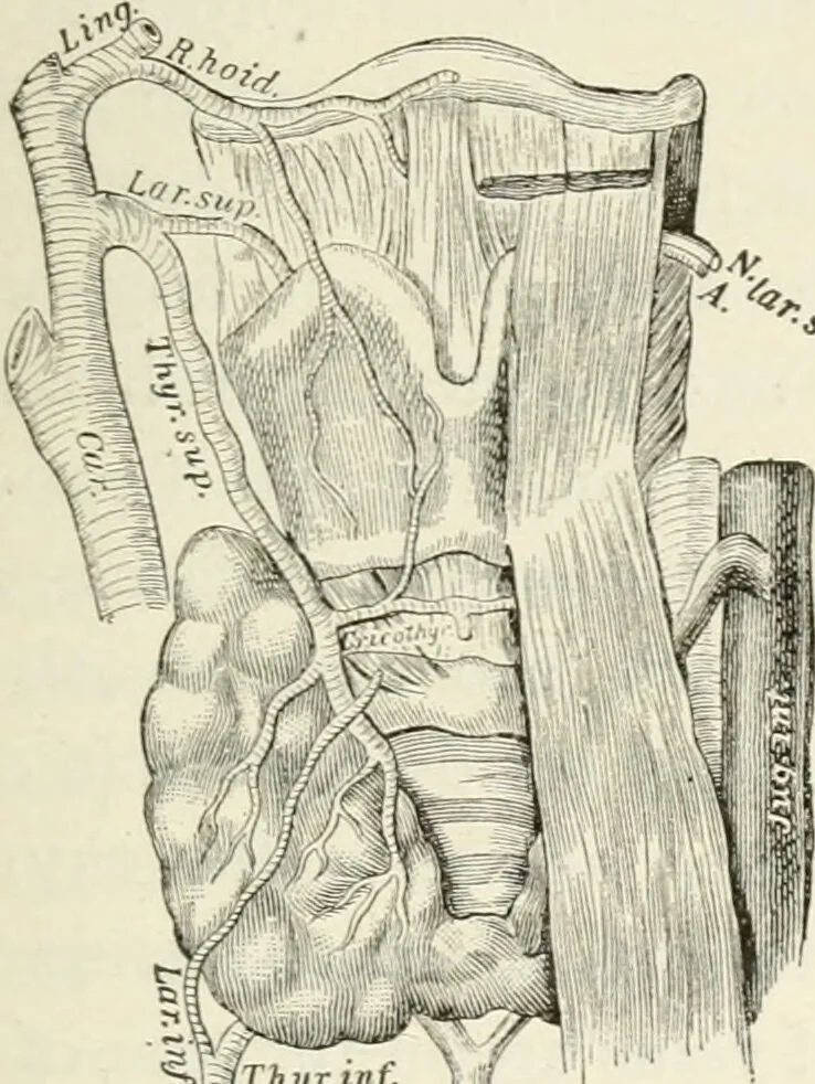 An illustration from A manual of modern surgery, general and operative : With 188 illus. in the text and 13 full-page plates in colors and tints, aggregating 276 separate figures., 1894, leaf 617