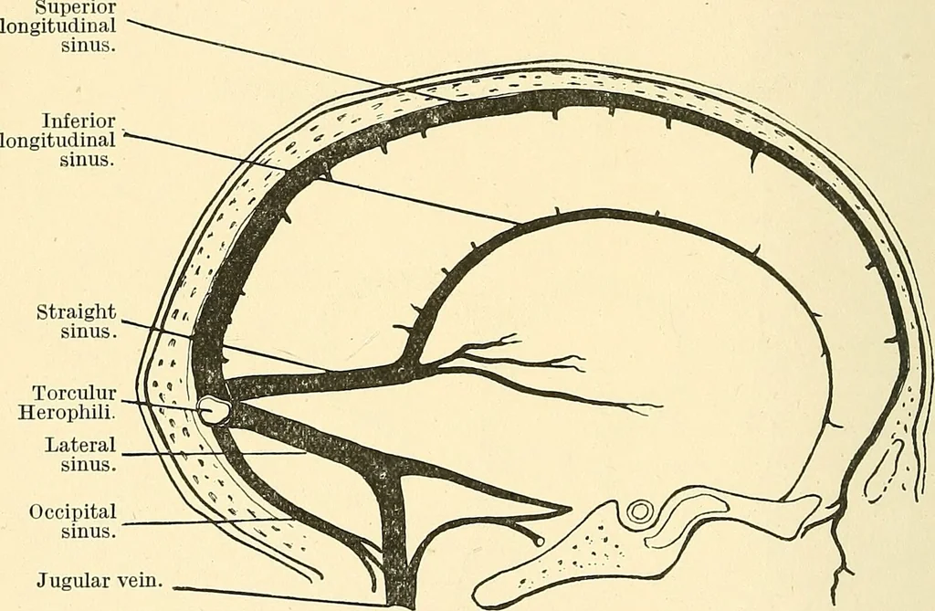 An illustration from Mental diseases : A text-book of psychiatry for medical students and practitioners / by R.H. Cole, ... With fifty-two illustrations and plates., 1913, leaf 276