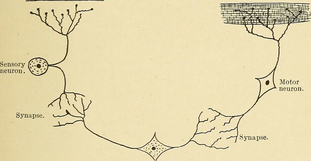 An illustration from Mental diseases : A text-book of psychiatry for medical students and practitioners / by R.H. Cole, ... With fifty-two illustrations and plates., 1913, leaf 41