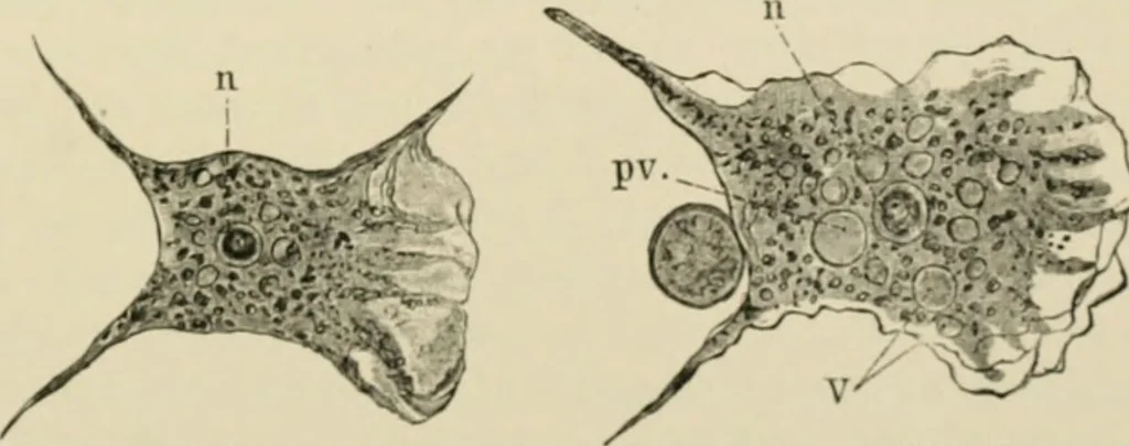 An illustration from Diseases of metabolism and of the blood : animal parasites, toxicology / ed. by Richard C. Cabot ... An authorized translation from "Die deutsche klinik" under the general editorial supervision of Julius L. Salinger, M. D. With one colored plate and fifty-eight illustrations in the text., 1906, leaf 529