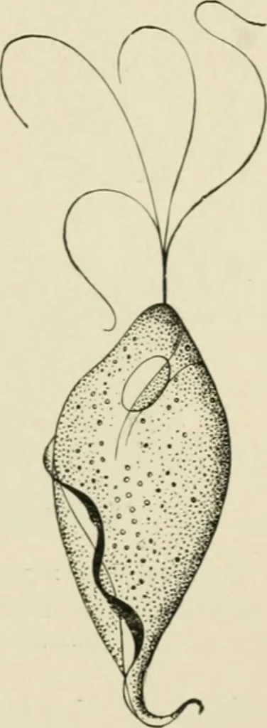 An illustration from Diseases of metabolism and of the blood : animal parasites, toxicology / ed. by Richard C. Cabot ... An authorized translation from "Die deutsche klinik" under the general editorial supervision of Julius L. Salinger, M. D. With one colored plate and fifty-eight illustrations in the text., 1906, leaf 531