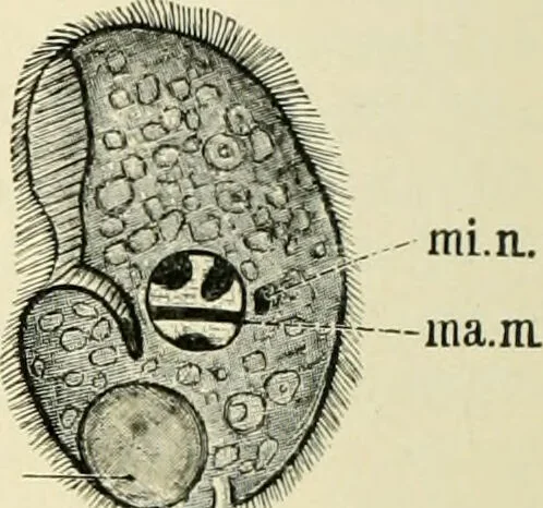 An illustration from Diseases of metabolism and of the blood : animal parasites, toxicology / ed. by Richard C. Cabot ... An authorized translation from "Die deutsche klinik" under the general editorial supervision of Julius L. Salinger, M. D. With one colored plate and fifty-eight illustrations in the text., 1906, leaf 532