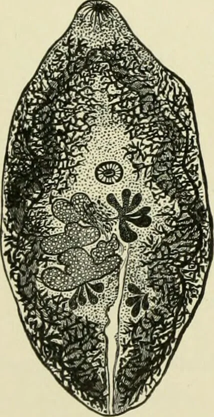 An illustration from Diseases of metabolism and of the blood : animal parasites, toxicology / ed. by Richard C. Cabot ... An authorized translation from "Die deutsche klinik" under the general editorial supervision of Julius L. Salinger, M. D. With one colored plate and fifty-eight illustrations in the text., 1906, leaf 534
