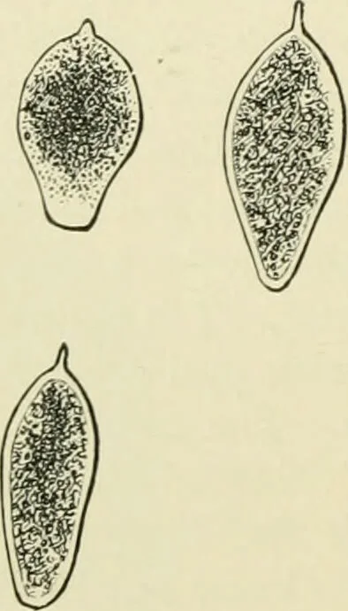 An illustration from Diseases of metabolism and of the blood : animal parasites, toxicology / ed. by Richard C. Cabot ... An authorized translation from "Die deutsche klinik" under the general editorial supervision of Julius L. Salinger, M. D. With one colored plate and fifty-eight illustrations in the text., 1906, leaf 536