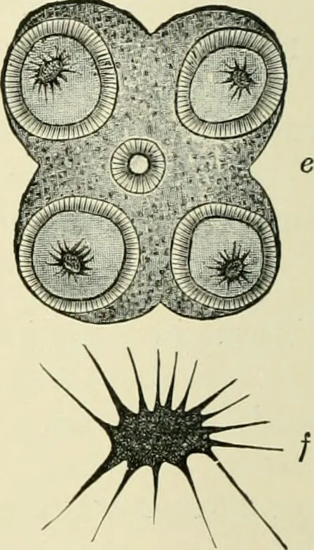 An illustration from Diseases of metabolism and of the blood : animal parasites, toxicology / ed. by Richard C. Cabot ... An authorized translation from "Die deutsche klinik" under the general editorial supervision of Julius L. Salinger, M. D. With one colored plate and fifty-eight illustrations in the text., 1906, leaf 542