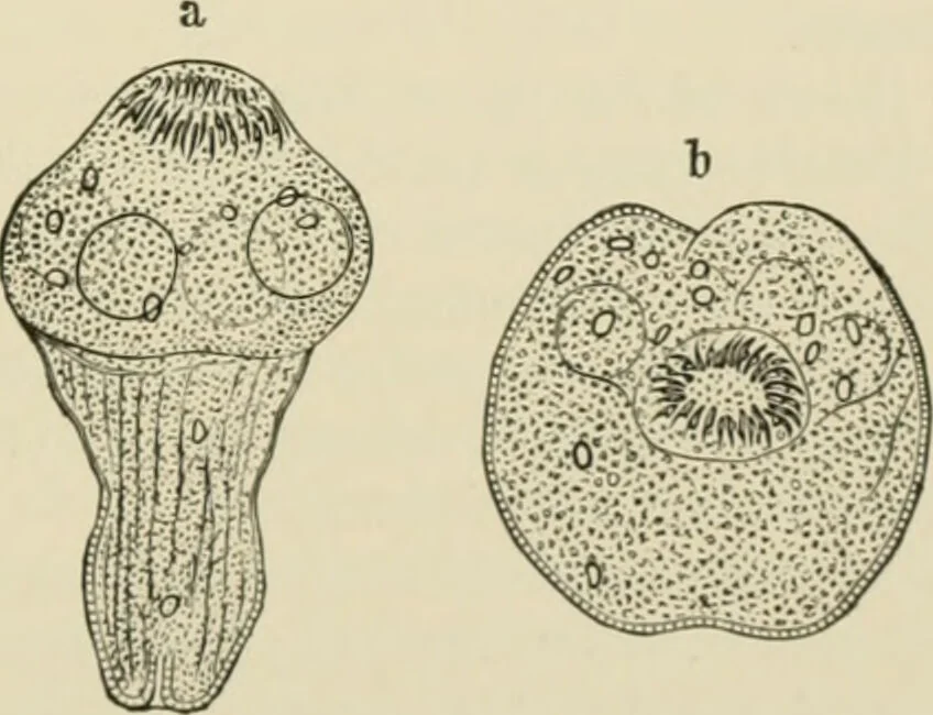 An illustration from Diseases of metabolism and of the blood : animal parasites, toxicology / ed. by Richard C. Cabot ... An authorized translation from "Die deutsche klinik" under the general editorial supervision of Julius L. Salinger, M. D. With one colored plate and fifty-eight illustrations in the text., 1906, leaf 551