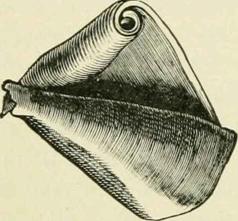 An illustration from Diseases of metabolism and of the blood : animal parasites, toxicology / ed. by Richard C. Cabot ... An authorized translation from "Die deutsche klinik" under the general editorial supervision of Julius L. Salinger, M. D. With one colored plate and fifty-eight illustrations in the text., 1906, leaf 562