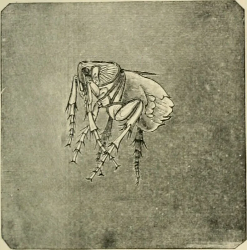 An illustration from Diseases of metabolism and of the blood : animal parasites, toxicology / ed. by Richard C. Cabot ... An authorized translation from "Die deutsche klinik" under the general editorial supervision of Julius L. Salinger, M. D. With one colored plate and fifty-eight illustrations in the text., 1906, leaf 597