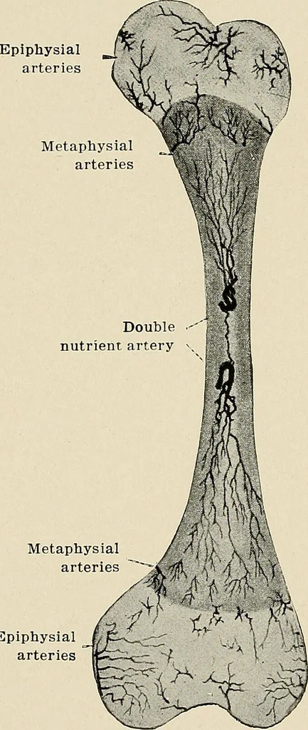An illustration from Bismuth paste in chronic suppurations : its diagnostic importance and therapeutic value / by Emil G. Beck ... with an introduction by Carl Beck, M. D., and a chapter on the application of bismuth paste in the treatment of chronic suppuration of the nasal accessory sinuses and the ear, by Joseph C. Beck, M. D. With eighty-one engravings, nine diagrammatic illustrations, and a colored plate., 1914, leaf 84