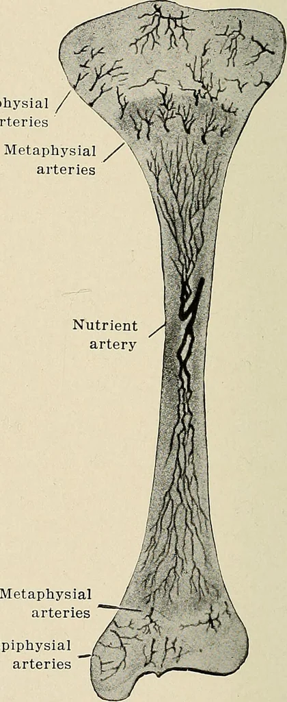 An illustration from Bismuth paste in chronic suppurations : its diagnostic importance and therapeutic value / by Emil G. Beck ... with an introduction by Carl Beck, M. D., and a chapter on the application of bismuth paste in the treatment of chronic suppuration of the nasal accessory sinuses and the ear, by Joseph C. Beck, M. D. With eighty-one engravings, nine diagrammatic illustrations, and a colored plate., 1914, leaf 84