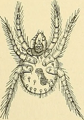 An illustration from An American text-book of genito-urinary diseases, syphilis and diseases of the skin / Ed. by L. Bolton Bangs ... and W. A. Hardaway ... Illustrated with 300 engravings and 20 full-page colored plates., 1898, leaf 1260