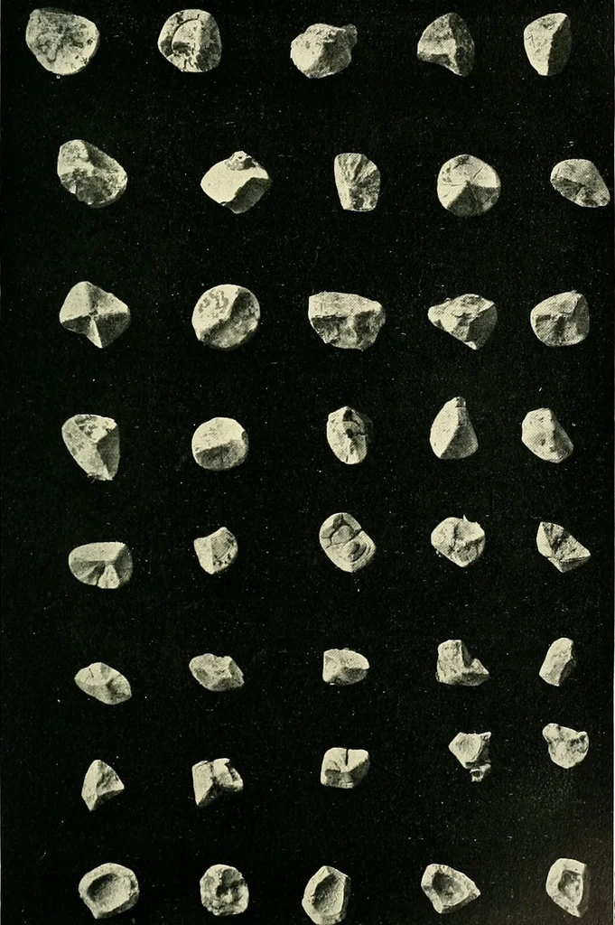 An illustration from An American text-book of genito-urinary diseases, syphilis and diseases of the skin / Ed. by L. Bolton Bangs ... and W. A. Hardaway ... Illustrated with 300 engravings and 20 full-page colored plates., 1898, leaf 433