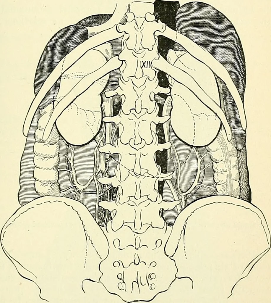 An illustration from An American text-book of genito-urinary diseases, syphilis and diseases of the skin / Ed. by L. Bolton Bangs ... and W. A. Hardaway ... Illustrated with 300 engravings and 20 full-page colored plates., 1898, leaf 561