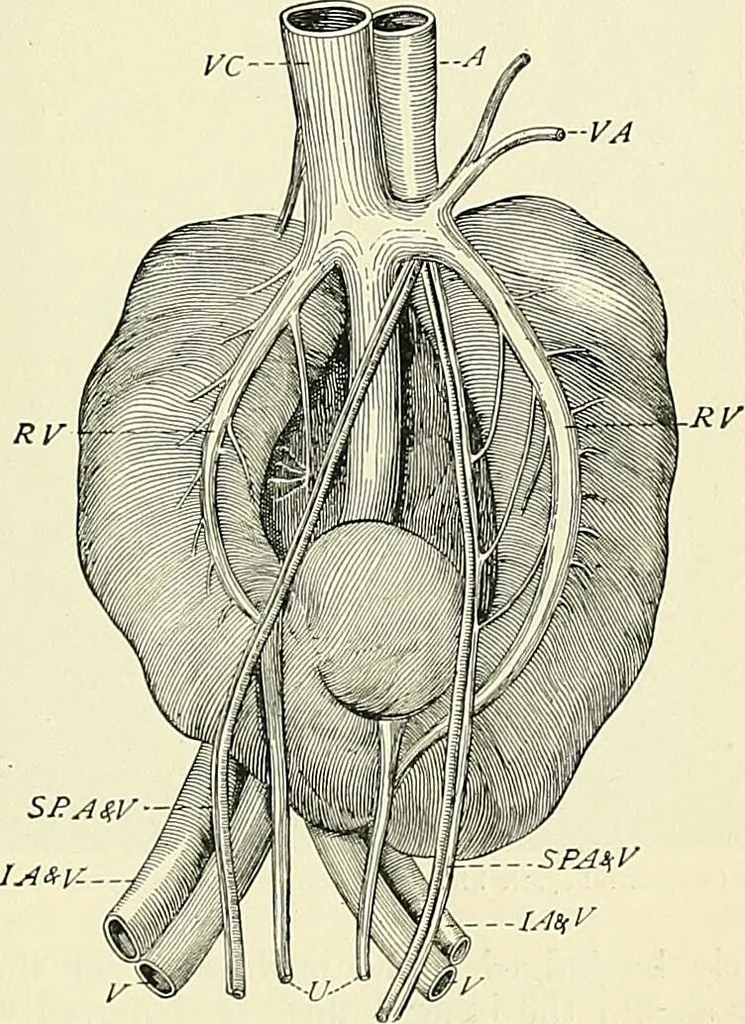 An illustration from An American text-book of genito-urinary diseases, syphilis and diseases of the skin / Ed. by L. Bolton Bangs ... and W. A. Hardaway ... Illustrated with 300 engravings and 20 full-page colored plates., 1898, leaf 565