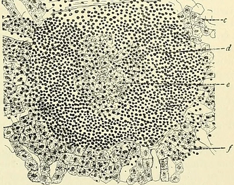 An illustration from An American text-book of genito-urinary diseases, syphilis and diseases of the skin / Ed. by L. Bolton Bangs ... and W. A. Hardaway ... Illustrated with 300 engravings and 20 full-page colored plates., 1898, leaf 715