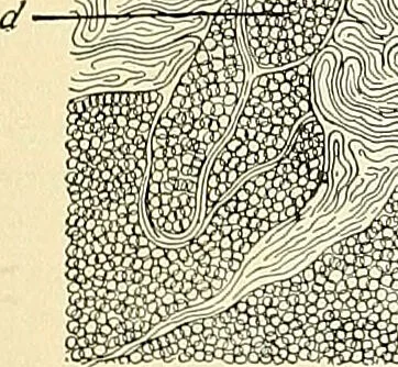 An illustration from An American text-book of genito-urinary diseases, syphilis and diseases of the skin / Ed. by L. Bolton Bangs ... and W. A. Hardaway ... Illustrated with 300 engravings and 20 full-page colored plates., 1898, leaf 800