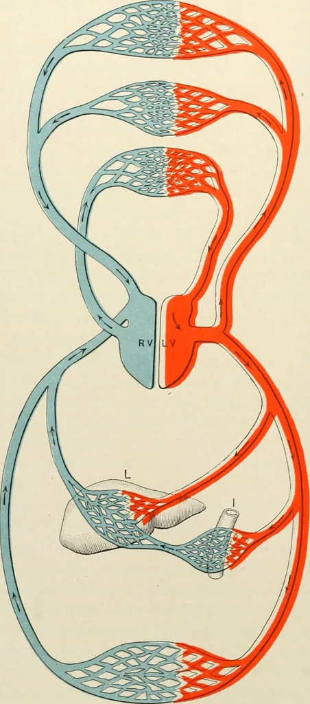An illustration from Diseases of the heart and arterial system : designed to be a practical presentation of the subject for the use of students and practitioners of medicine / by Robert H. Babcock ... with three coloured plates and one hundred and thirty-nine illustrations., 1903, leaf 252