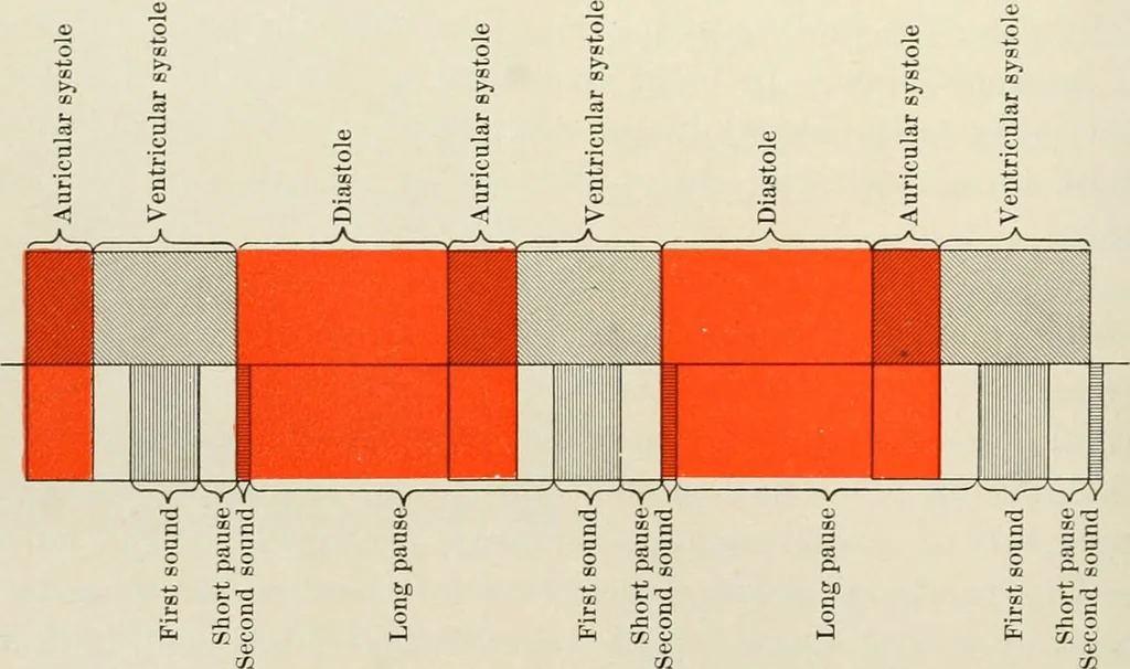 An illustration from Diseases of the heart and arterial system : designed to be a practical presentation of the subject for the use of students and practitioners of medicine / by Robert H. Babcock ... with three coloured plates and one hundred and thirty-nine illustrations., 1903, leaf 296