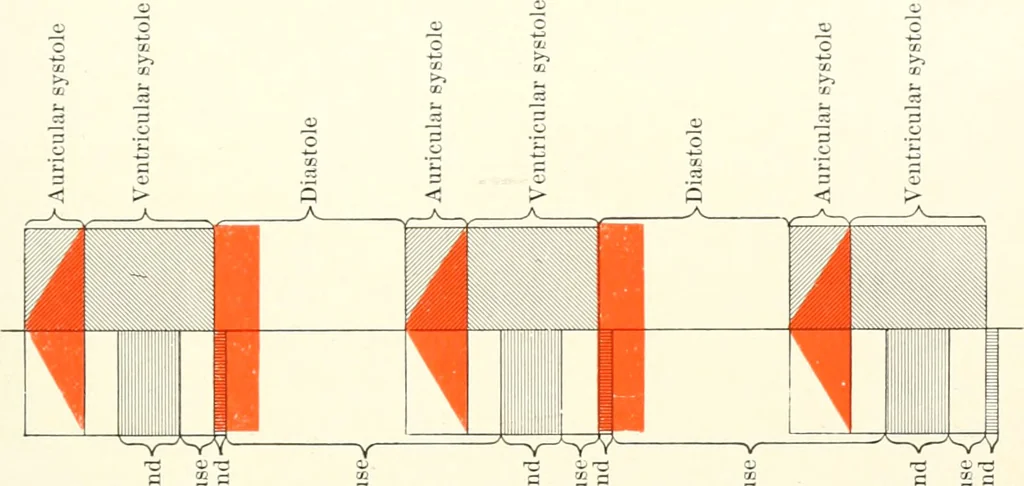An illustration from Diseases of the heart and arterial system : designed to be a practical presentation of the subject for the use of students and practitioners of medicine / by Robert H. Babcock ... with three coloured plates and one hundred and thirty-nine illustrations., 1903, leaf 297