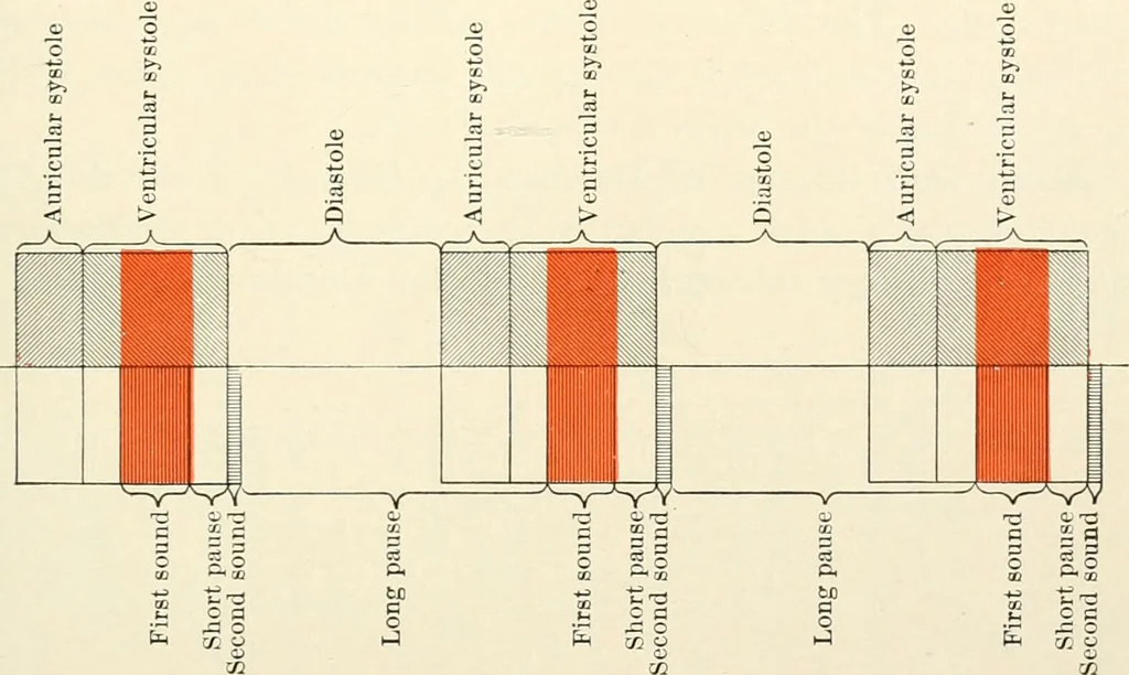 An illustration from Diseases of the heart and arterial system : designed to be a practical presentation of the subject for the use of students and practitioners of medicine / by Robert H. Babcock ... with three coloured plates and one hundred and thirty-nine illustrations., 1903, leaf 421