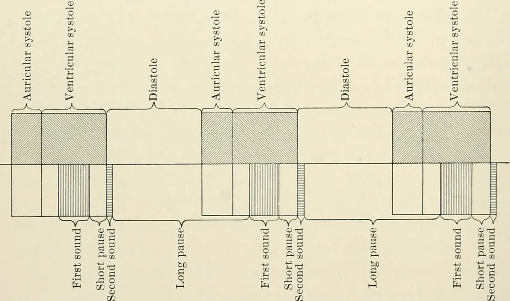 An illustration from Diseases of the heart and arterial system : designed to be a practical presentation of the subject for the use of students and practitioners of medicine / by Robert H. Babcock ... with three coloured plates and one hundred and thirty-nine illustrations., 1903, leaf 46