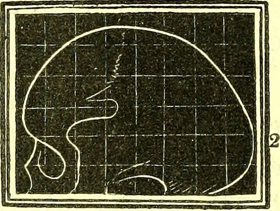 An illustration from Outlines of prenology., 1836, leaf 12