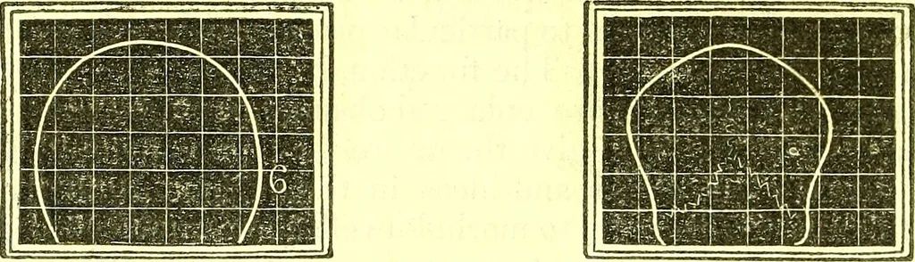 An illustration from Outlines of prenology., 1836, leaf 14