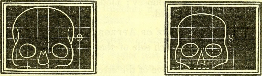 An illustration from Outlines of prenology., 1836, leaf 15