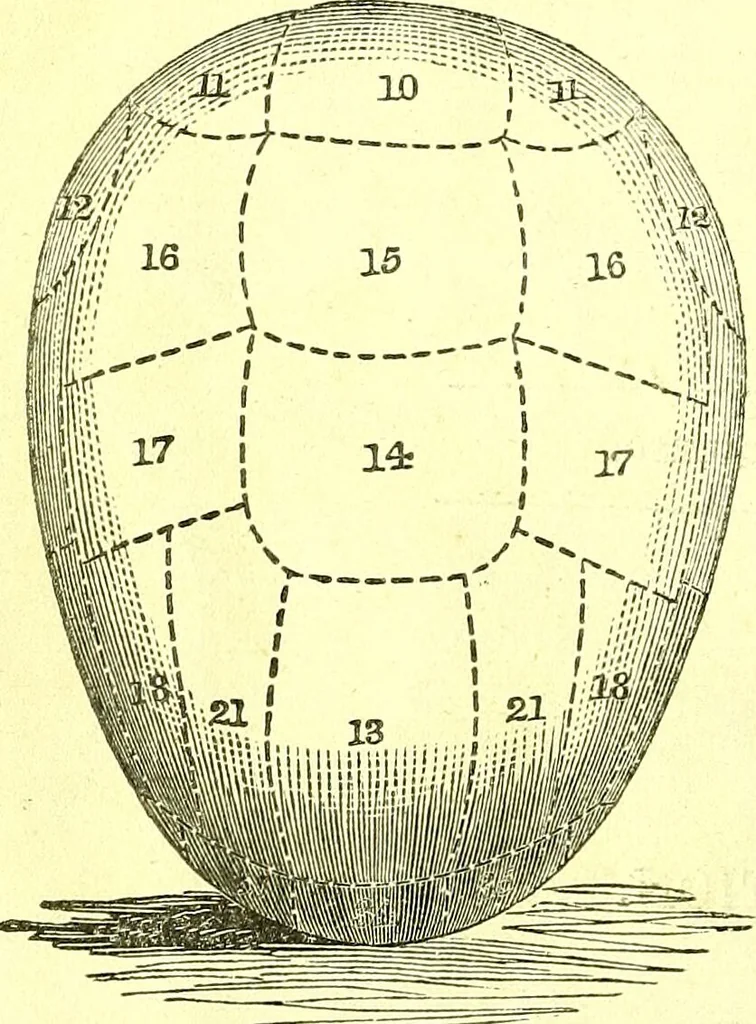An illustration from Outlines of prenology., 1836, leaf 2