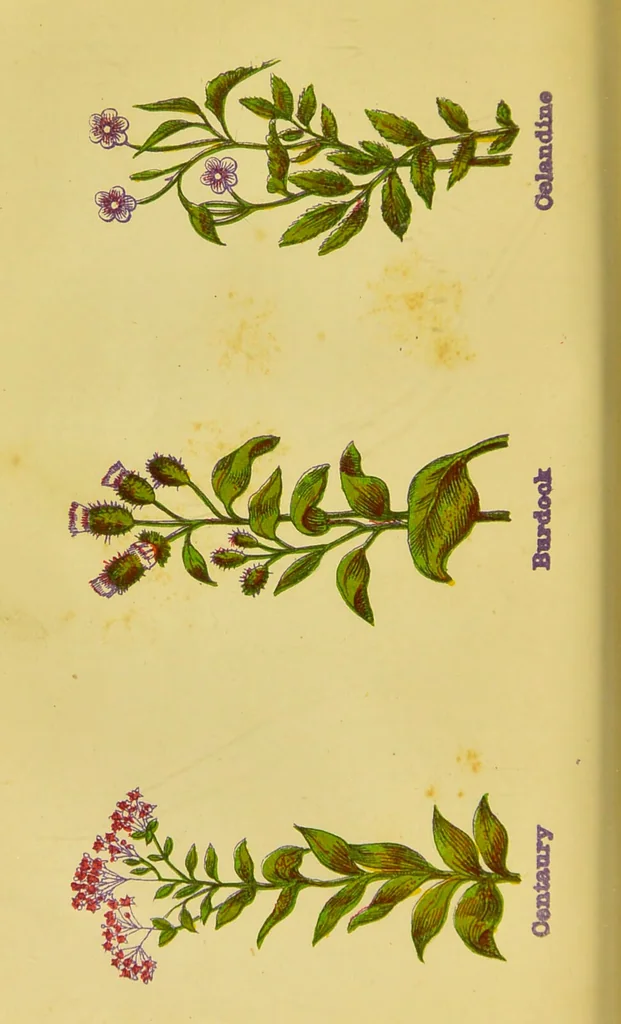 An illustration from The complete herbalist, or, the people their own physicians by the use of nature's remedies showing the great curative properties of all herbs, gums, balsams, barks, flowers and roots ; how they should be prepared, when and under what influences selected, at what times gathered, and for what diseases administered. Also, separate treatises on fod and drinks ; clothing ; exercise ; the regulation of the passions, life, health, and disease; longevity; medication; air and sunshine ; bathing ; sleep, etc. Also, symptoms of prevalent diseases ; special treatment in special cases; and a new and plain system of hygienic principles / by O. Phelps Brown., 1871, leaf 132