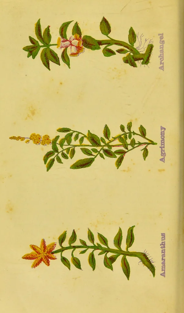 An illustration from The complete herbalist, or, the people their own physicians by the use of nature's remedies showing the great curative properties of all herbs, gums, balsams, barks, flowers and roots ; how they should be prepared, when and under what influences selected, at what times gathered, and for what diseases administered. Also, separate treatises on fod and drinks ; clothing ; exercise ; the regulation of the passions, life, health, and disease; longevity; medication; air and sunshine ; bathing ; sleep, etc. Also, symptoms of prevalent diseases ; special treatment in special cases; and a new and plain system of hygienic principles / by O. Phelps Brown., 1871, leaf 158