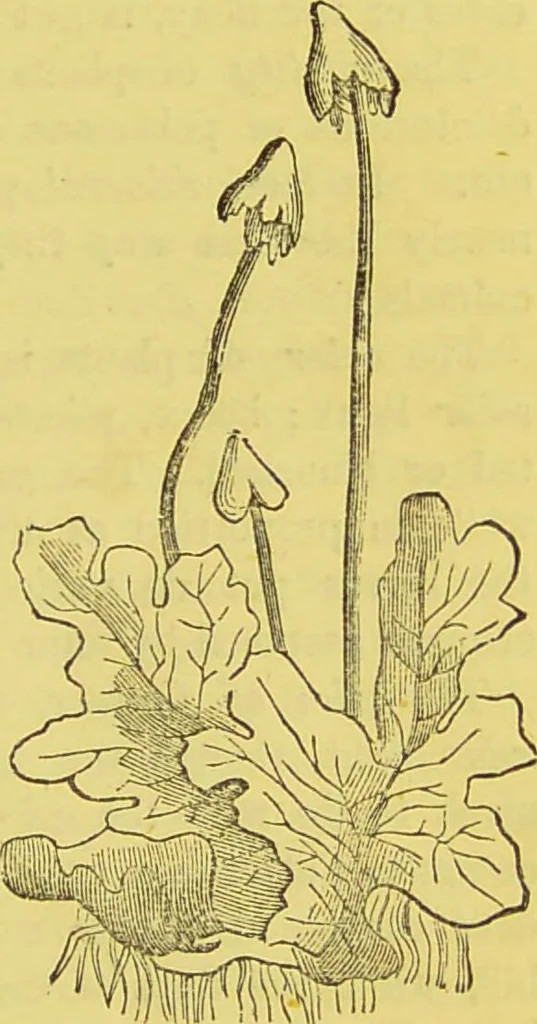 An illustration from The complete herbalist, or, the people their own physicians by the use of nature's remedies showing the great curative properties of all herbs, gums, balsams, barks, flowers and roots ; how they should be prepared, when and under what influences selected, at what times gathered, and for what diseases administered. Also, separate treatises on fod and drinks ; clothing ; exercise ; the regulation of the passions, life, health, and disease; longevity; medication; air and sunshine ; bathing ; sleep, etc. Also, symptoms of prevalent diseases ; special treatment in special cases; and a new and plain system of hygienic principles / by O. Phelps Brown., 1871, leaf 21