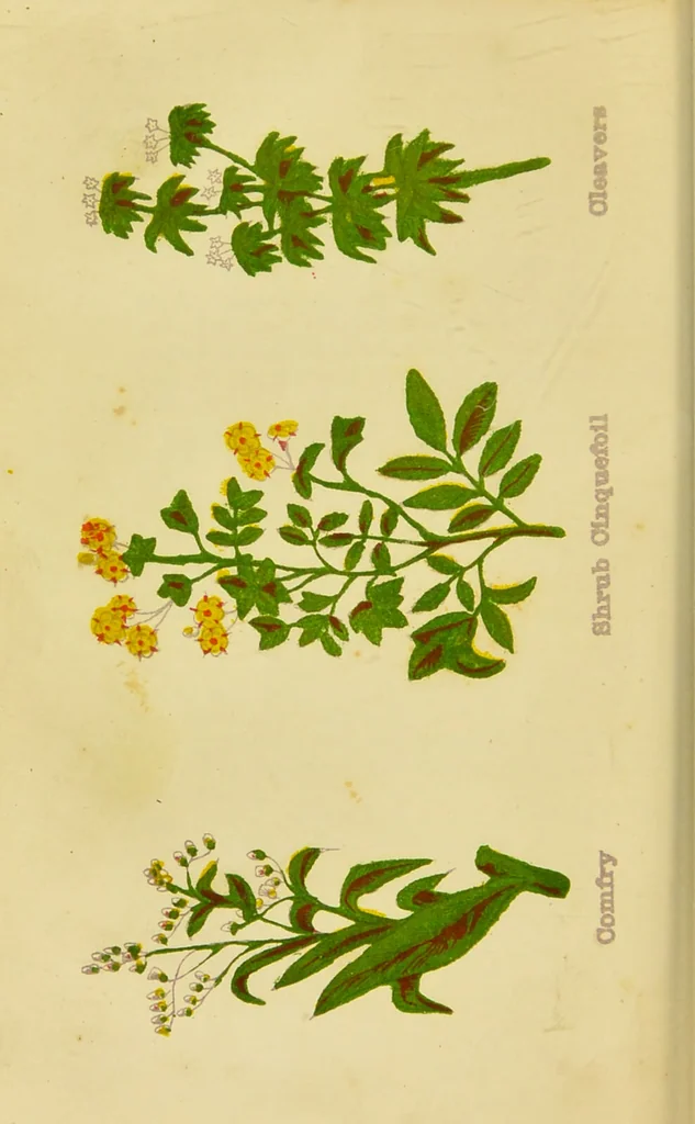 An illustration from The complete herbalist, or, the people their own physicians by the use of nature's remedies showing the great curative properties of all herbs, gums, balsams, barks, flowers and roots ; how they should be prepared, when and under what influences selected, at what times gathered, and for what diseases administered. Also, separate treatises on fod and drinks ; clothing ; exercise ; the regulation of the passions, life, health, and disease; longevity; medication; air and sunshine ; bathing ; sleep, etc. Also, symptoms of prevalent diseases ; special treatment in special cases; and a new and plain system of hygienic principles / by O. Phelps Brown., 1871, leaf 210