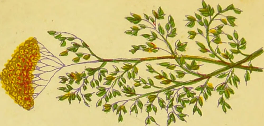 An illustration from The complete herbalist, or, the people their own physicians by the use of nature's remedies showing the great curative properties of all herbs, gums, balsams, barks, flowers and roots ; how they should be prepared, when and under what influences selected, at what times gathered, and for what diseases administered. Also, separate treatises on fod and drinks ; clothing ; exercise ; the regulation of the passions, life, health, and disease; longevity; medication; air and sunshine ; bathing ; sleep, etc. Also, symptoms of prevalent diseases ; special treatment in special cases; and a new and plain system of hygienic principles / by O. Phelps Brown., 1871, leaf 236