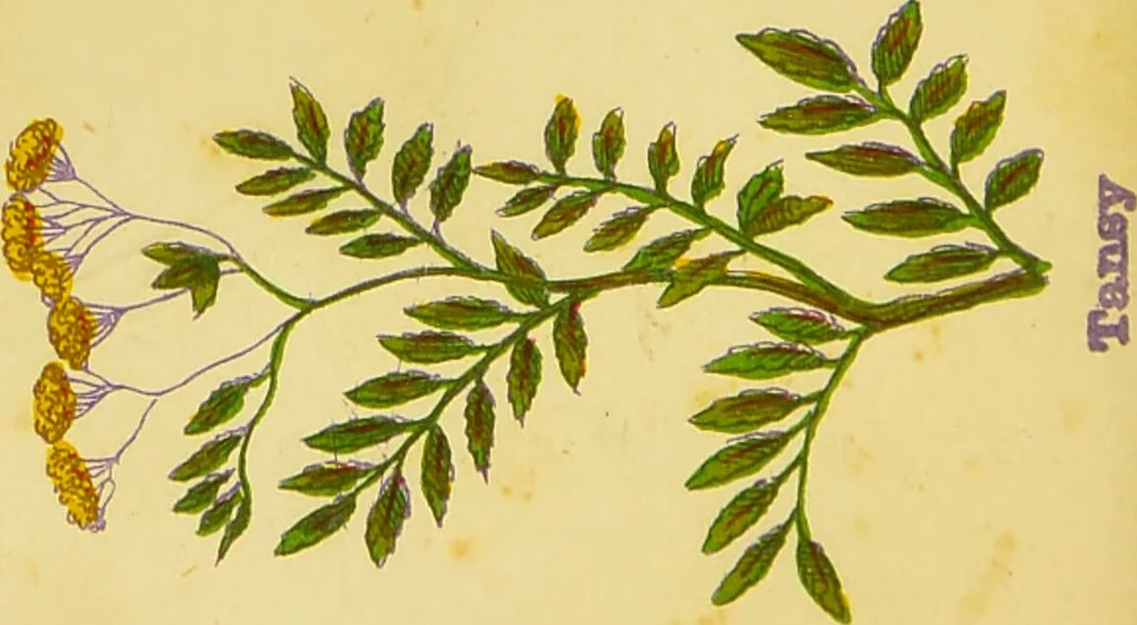 An illustration from The complete herbalist, or, the people their own physicians by the use of nature's remedies showing the great curative properties of all herbs, gums, balsams, barks, flowers and roots ; how they should be prepared, when and under what influences selected, at what times gathered, and for what diseases administered. Also, separate treatises on fod and drinks ; clothing ; exercise ; the regulation of the passions, life, health, and disease; longevity; medication; air and sunshine ; bathing ; sleep, etc. Also, symptoms of prevalent diseases ; special treatment in special cases; and a new and plain system of hygienic principles / by O. Phelps Brown., 1871, leaf 236