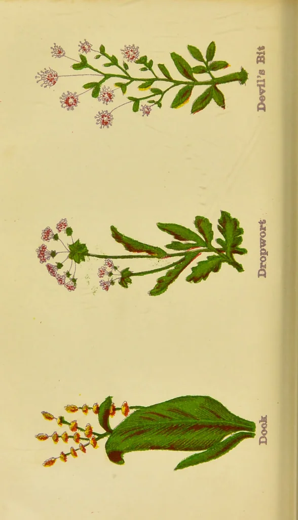 An illustration from The complete herbalist, or, the people their own physicians by the use of nature's remedies showing the great curative properties of all herbs, gums, balsams, barks, flowers and roots ; how they should be prepared, when and under what influences selected, at what times gathered, and for what diseases administered. Also, separate treatises on fod and drinks ; clothing ; exercise ; the regulation of the passions, life, health, and disease; longevity; medication; air and sunshine ; bathing ; sleep, etc. Also, symptoms of prevalent diseases ; special treatment in special cases; and a new and plain system of hygienic principles / by O. Phelps Brown., 1871, leaf 262