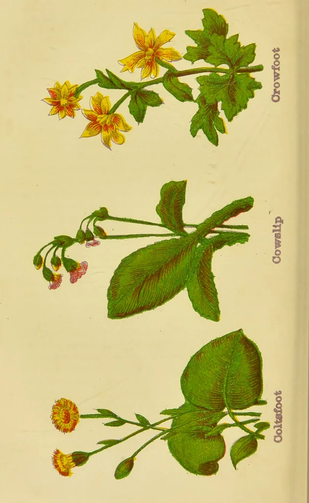 An illustration from The complete herbalist, or, the people their own physicians by the use of nature's remedies showing the great curative properties of all herbs, gums, balsams, barks, flowers and roots ; how they should be prepared, when and under what influences selected, at what times gathered, and for what diseases administered. Also, separate treatises on fod and drinks ; clothing ; exercise ; the regulation of the passions, life, health, and disease; longevity; medication; air and sunshine ; bathing ; sleep, etc. Also, symptoms of prevalent diseases ; special treatment in special cases; and a new and plain system of hygienic principles / by O. Phelps Brown., 1871, leaf 314