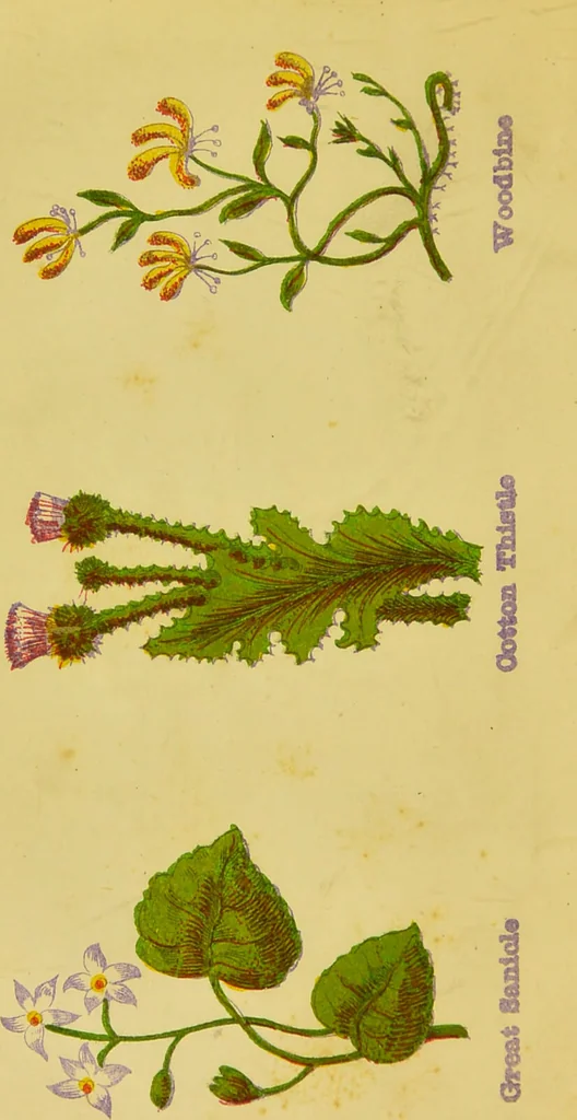An illustration from The complete herbalist, or, the people their own physicians by the use of nature's remedies showing the great curative properties of all herbs, gums, balsams, barks, flowers and roots ; how they should be prepared, when and under what influences selected, at what times gathered, and for what diseases administered. Also, separate treatises on fod and drinks ; clothing ; exercise ; the regulation of the passions, life, health, and disease; longevity; medication; air and sunshine ; bathing ; sleep, etc. Also, symptoms of prevalent diseases ; special treatment in special cases; and a new and plain system of hygienic principles / by O. Phelps Brown., 1871, leaf 54