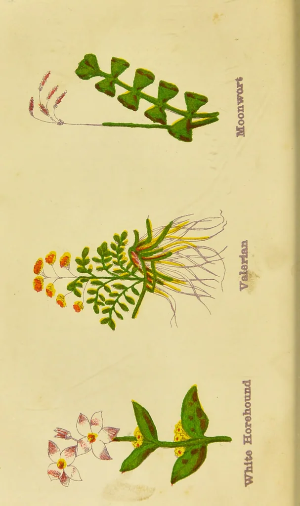 An illustration from The complete herbalist, or, the people their own physicians by the use of nature's remedies showing the great curative properties of all herbs, gums, balsams, barks, flowers and roots ; how they should be prepared, when and under what influences selected, at what times gathered, and for what diseases administered. Also, separate treatises on fod and drinks ; clothing ; exercise ; the regulation of the passions, life, health, and disease; longevity; medication; air and sunshine ; bathing ; sleep, etc. Also, symptoms of prevalent diseases ; special treatment in special cases; and a new and plain system of hygienic principles / by O. Phelps Brown., 1871, leaf 80