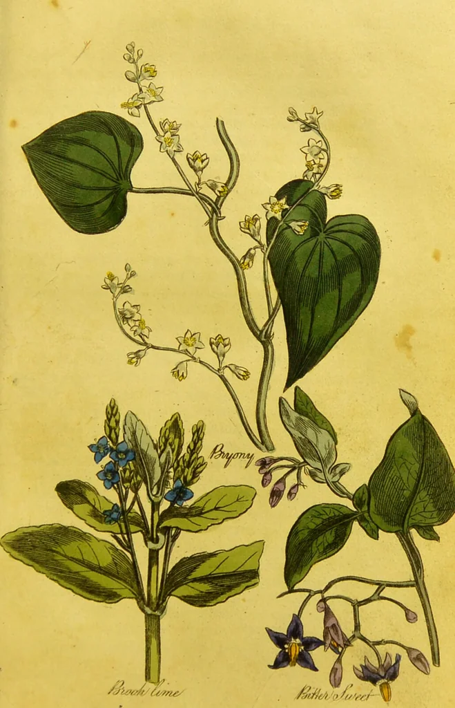 An illustration from The family herbal, or, An account of all those English plants, which are remarkable for their virtues, and of the drugs which are produced by vegetables of other countries; with their descriptions and their uses, as proved by experience ... / by Sir John Hill ... embellished with fifty-four coloured plates., 1812, leaf 107