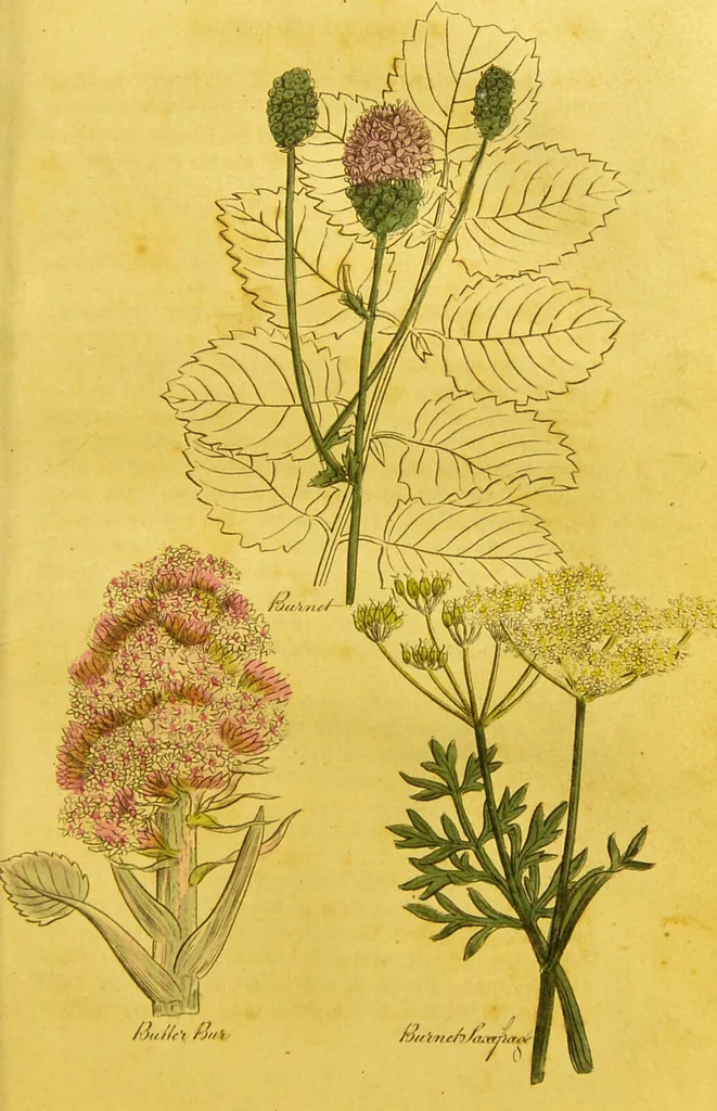 An illustration from The family herbal, or, An account of all those English plants, which are remarkable for their virtues, and of the drugs which are produced by vegetables of other countries; with their descriptions and their uses, as proved by experience ... / by Sir John Hill ... embellished with fifty-four coloured plates., 1812, leaf 115