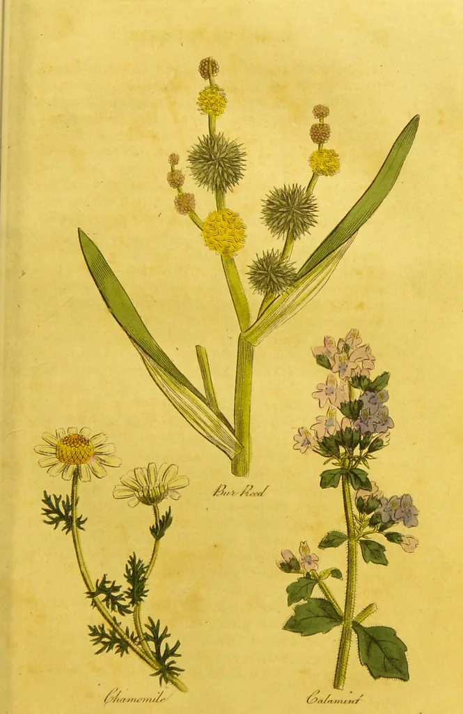 An illustration from The family herbal, or, An account of all those English plants, which are remarkable for their virtues, and of the drugs which are produced by vegetables of other countries; with their descriptions and their uses, as proved by experience ... / by Sir John Hill ... embellished with fifty-four coloured plates., 1812, leaf 119