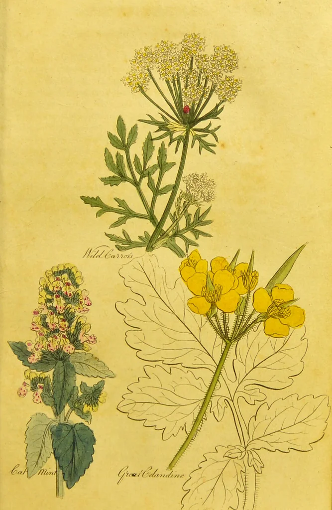 An illustration from The family herbal, or, An account of all those English plants, which are remarkable for their virtues, and of the drugs which are produced by vegetables of other countries; with their descriptions and their uses, as proved by experience ... / by Sir John Hill ... embellished with fifty-four coloured plates., 1812, leaf 123
