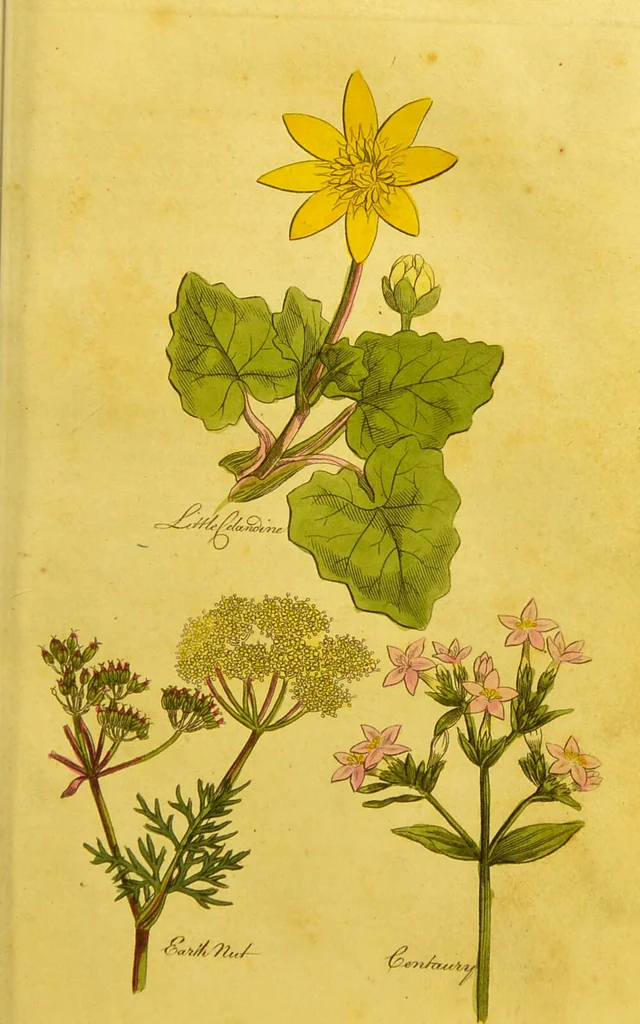 An illustration from The family herbal, or, An account of all those English plants, which are remarkable for their virtues, and of the drugs which are produced by vegetables of other countries; with their descriptions and their uses, as proved by experience ... / by Sir John Hill ... embellished with fifty-four coloured plates., 1812, leaf 139