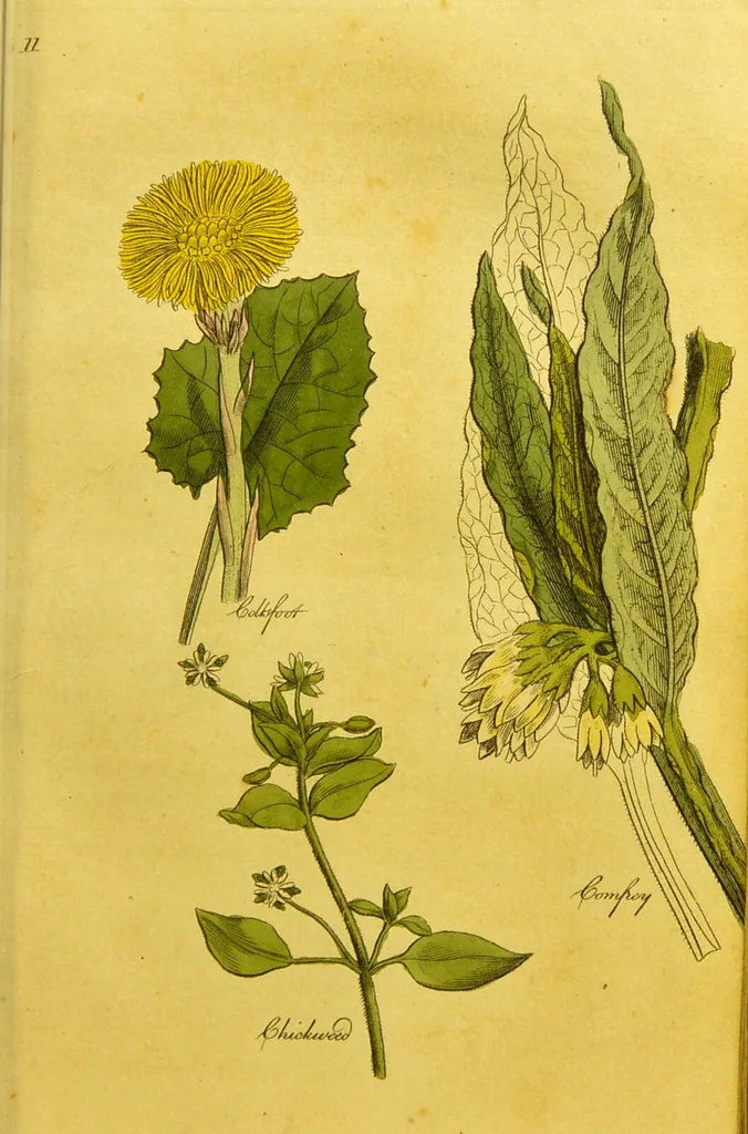 An illustration from The family herbal, or, An account of all those English plants, which are remarkable for their virtues, and of the drugs which are produced by vegetables of other countries; with their descriptions and their uses, as proved by experience ... / by Sir John Hill ... embellished with fifty-four coloured plates., 1812, leaf 145